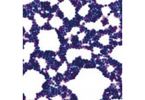 Coloranti