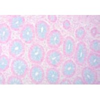 ALCIAN BLUE pH 1 Dorling KIT